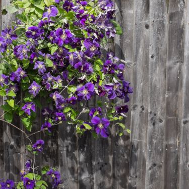 Beskæring af klematis - så nemt er det!